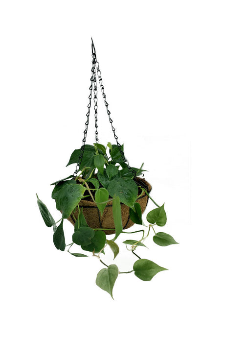 Philodendron Brazil - Hanging