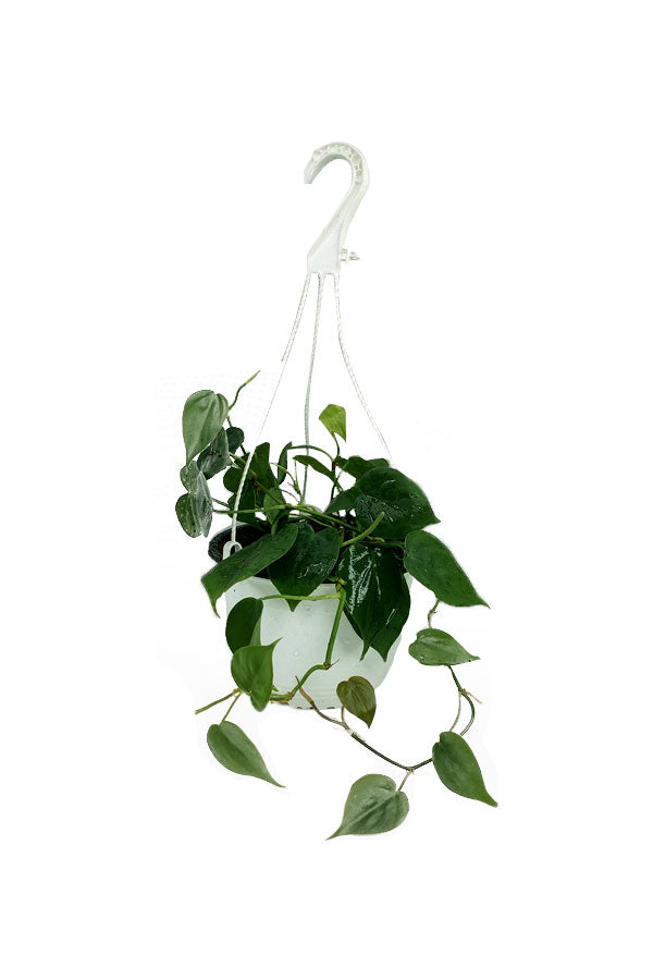 Philodendron Brazil - Hanging