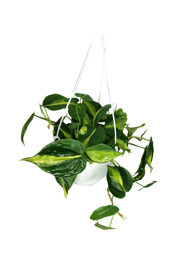 Philodendron Brazil Hanging – Vibrant green and yellow trailing indoor plant