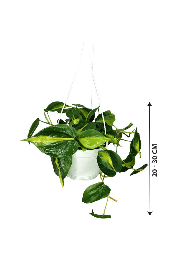Philodendron Brazil - Hanging