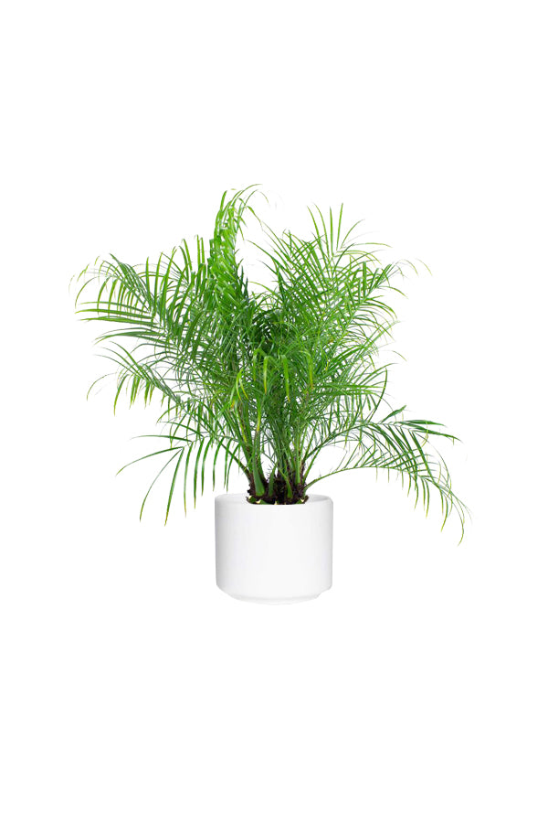 Phoenix Roebelenii - Pygmy Date Palm