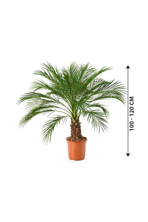 Phoenix Roebelenii - Pygmy Date Palm