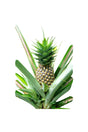 Pineapple Plant (Ananas Comosus) growing in a garden at Plantsworld.ae