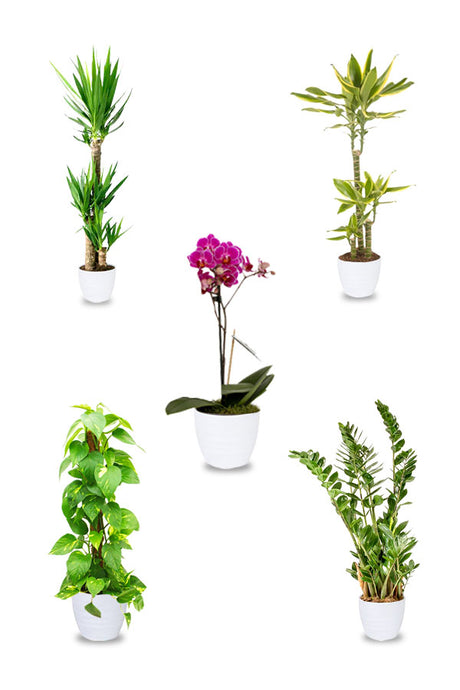 Platinum Plus Combo Plants - Plant Set (5 Plants) | Premium Indoor Plant Set | Plantsworld.ae