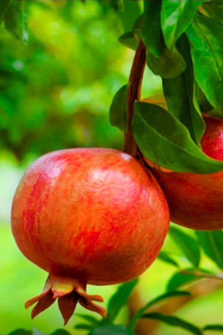 Pomegranate Tree - Punica Granatum Outdoor Fruit Tree with Ripe Pomegranates