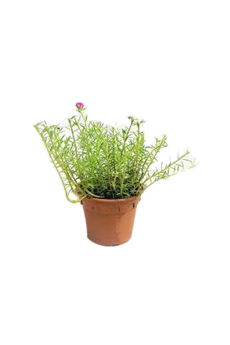 Portulaca Grandiflora Outdoor Flowering Plant with vibrant pink, yellow, and red flowers blooming in a garden at Plantsworld.ae