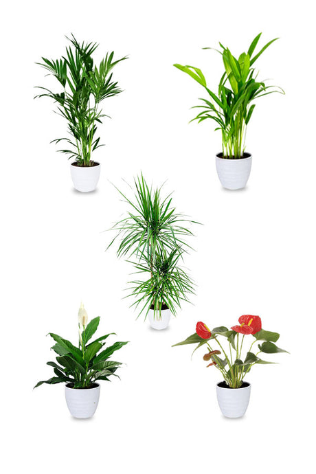 Premium Combo Plants Set | High-Quality Indoor Plant Combo | Plantsworld.ae