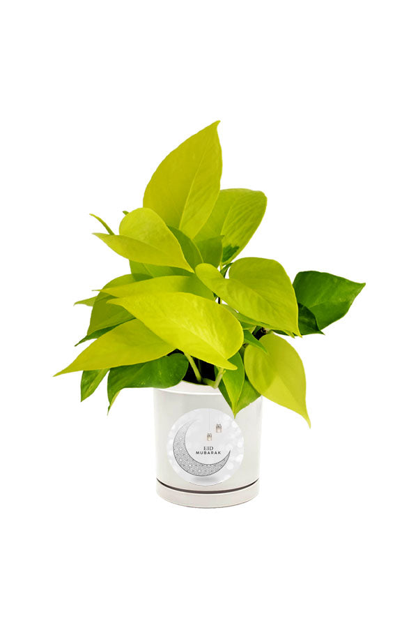 Customized Golden Pothos - Scindapsus Aureus