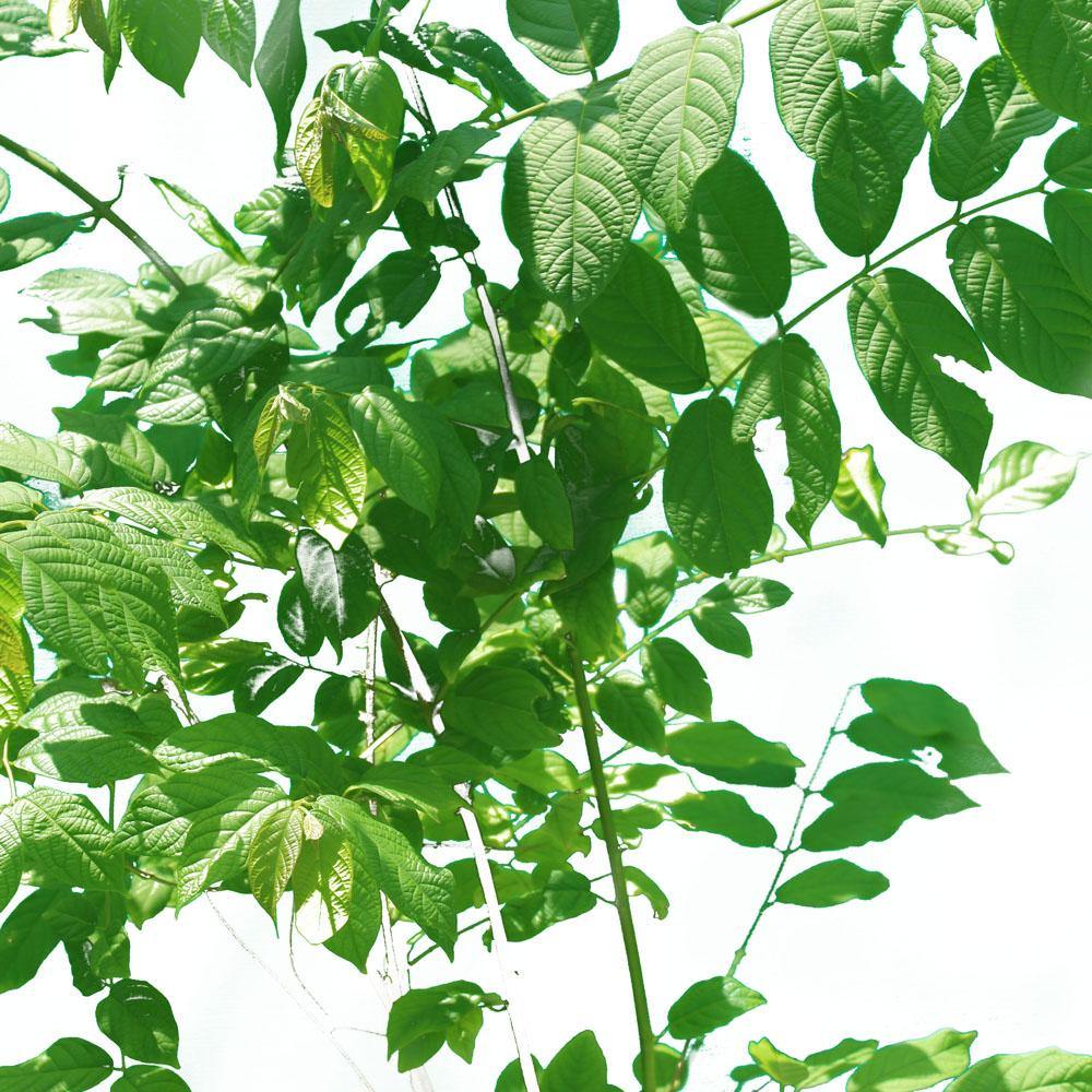 Rangoon Creeper (Quisqaalis Indica) - Rangoon Creeper (Quisqaalis Indica) - Plantsworld.ae