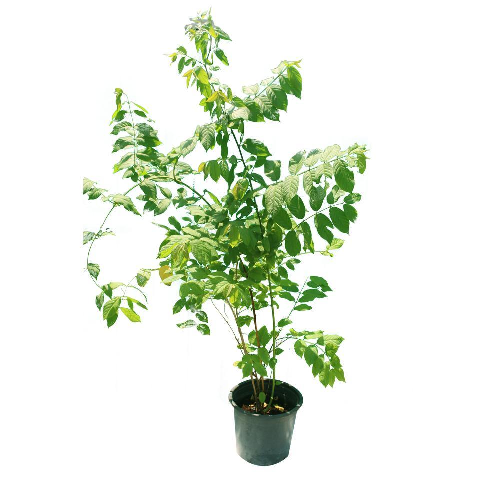 Rangoon Creeper (Quisqaalis Indica) - Rangoon Creeper (Quisqaalis Indica) - Plantsworld.ae