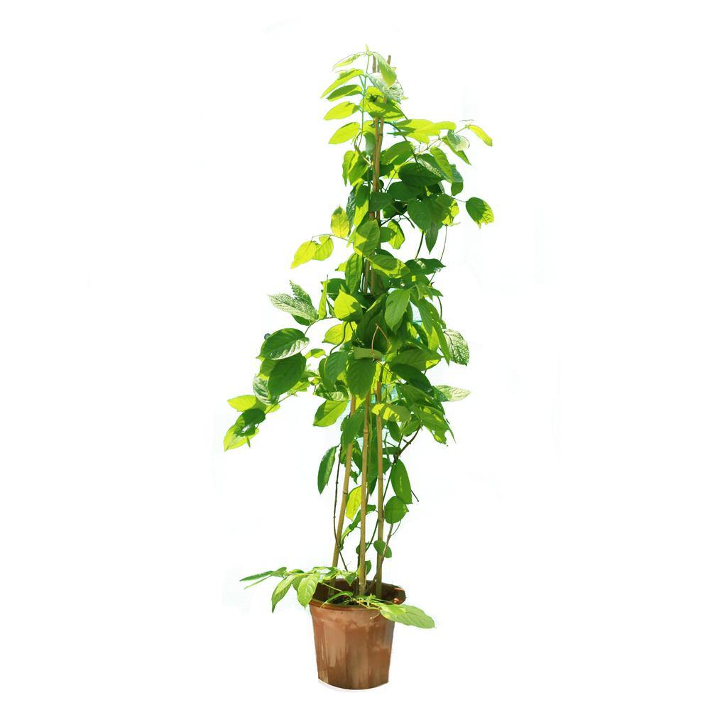 Rangoon Creeper (Quisqaalis Indica) - Rangoon Creeper (Quisqaalis Indica) - Plantsworld.ae