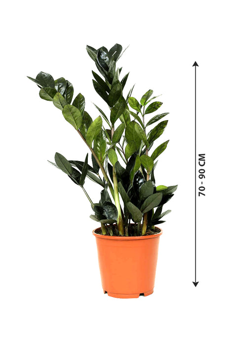 Raven ZZ (BLACK) - Zamioculcas Zamiifolia