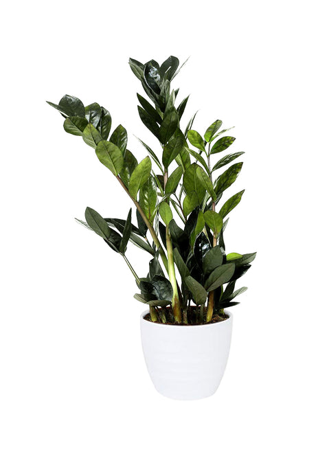 Raven ZZ (BLACK) - Zamioculcas Zamiifolia Plant with Dark Green, Glossy Leaves in White Ceramic  Pot