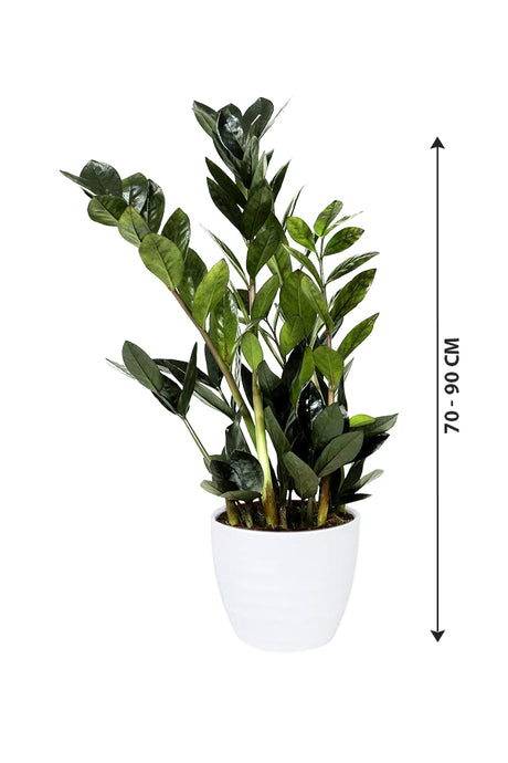 Raven ZZ (BLACK) - Zamioculcas Zamiifolia