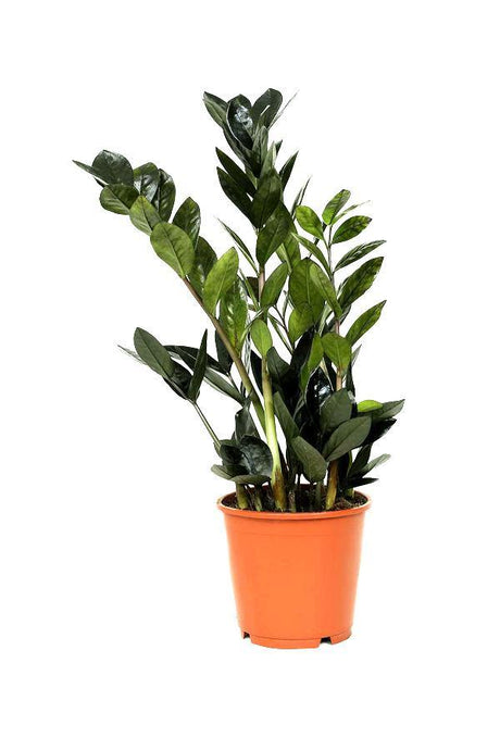 Raven ZZ- Zamioculcas zamiifolia - Plantsworld.ae - {{ varient.name }}