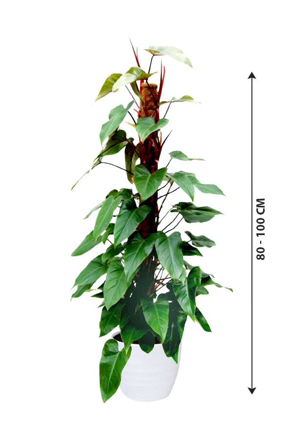 Red Emerald Philodendron - Philodendron Erubescens
