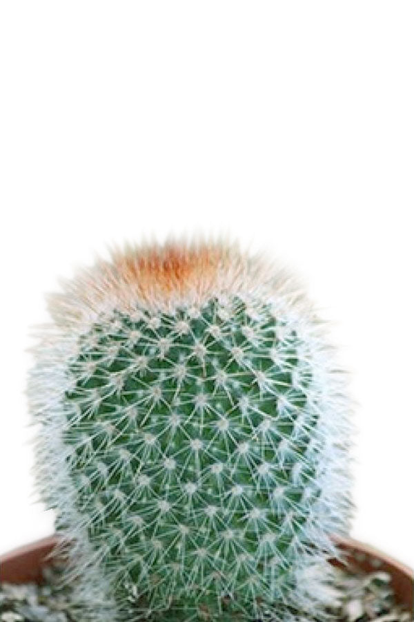 Red Headed Irishman Cactus - Cactus & Succulents