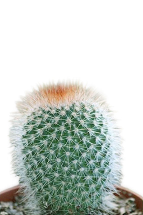 Red Headed Irishman Cactus - Cactus & Succulents