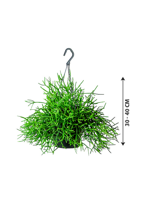 Rhipsalis - Hanging Pot - Mistletoe Cactus