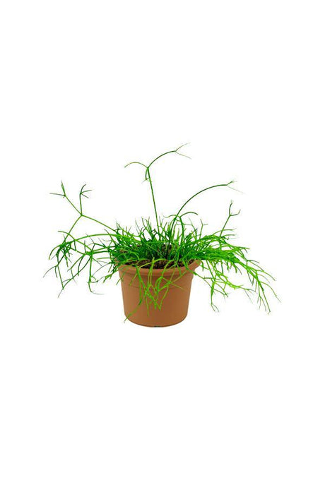 Rhipsalis-Mistletoe Cactus - Plantsworld.ae - {{ varient.name }}