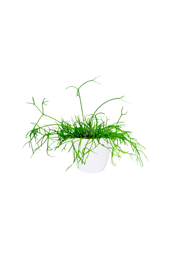 Rhipsalis (Mistletoe Cactus) - Cascading Indoor Hanging Plant for Homes and Offices