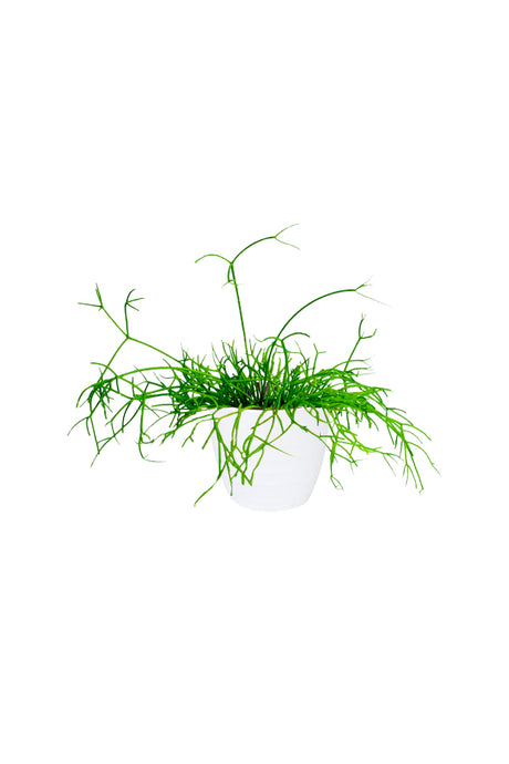 Rhipsalis (Mistletoe Cactus) - Cascading Indoor Hanging Plant for Homes and Offices