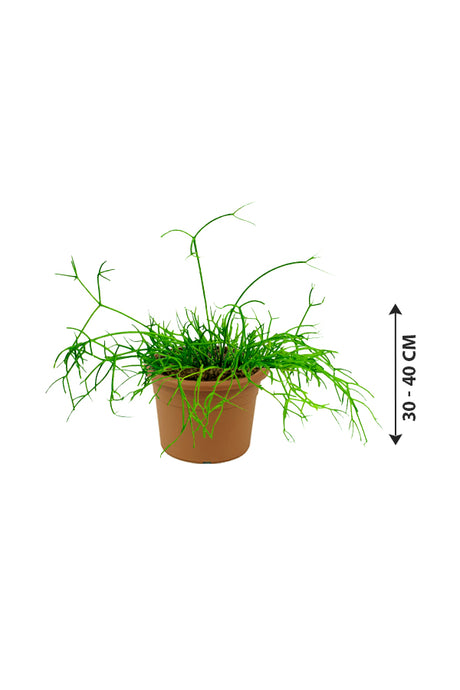 Rhipsalis - Mistletoe Cactus