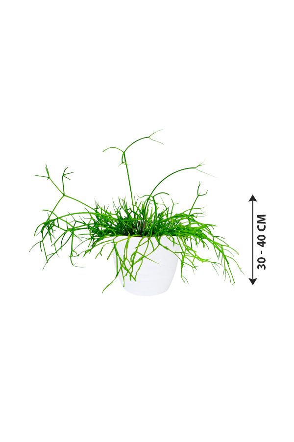 Rhipsalis - Mistletoe Cactus