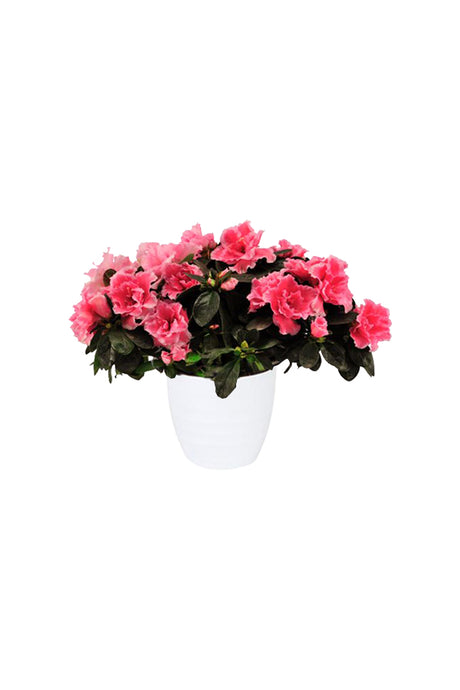 Rhododendron Simsii Azalea plant with vibrant pink flowers in decorative pot.