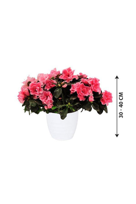 Rhododendron Simsii-Azaleas - Plantsworld.ae - {{ varient.name }}