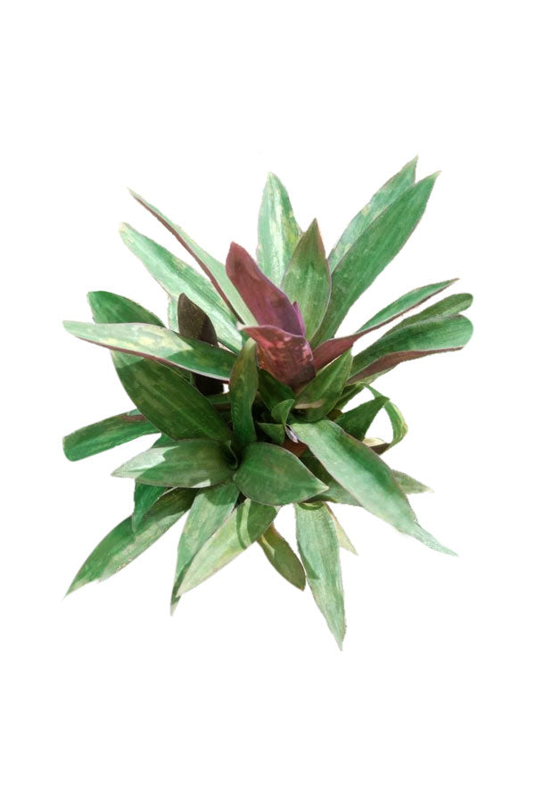 Rhoeo - Tradescantia Spathacea Mosses In The Cradle Outdoor Plant with Purple and Green Foliage