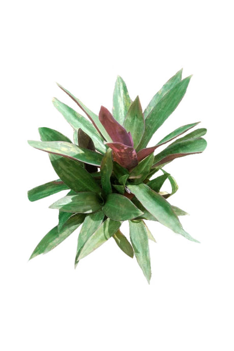 Rhoeo - Tradescantia Spathacea Mosses In The Cradle Outdoor Plant with Purple and Green Foliage
