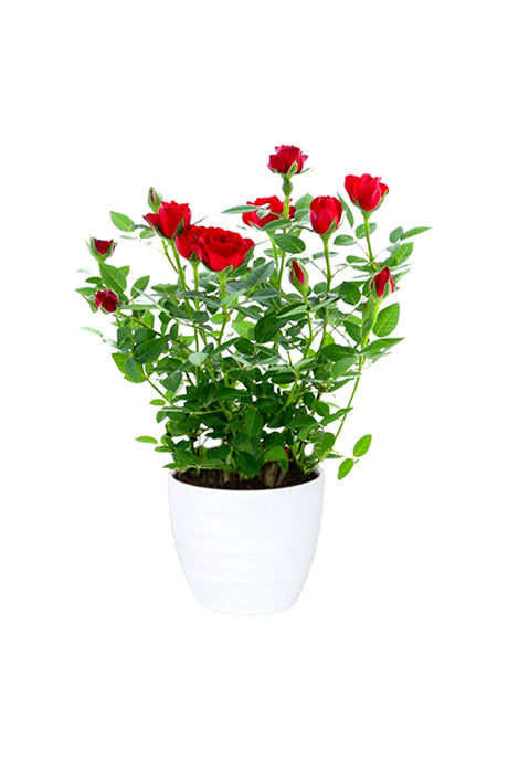 Indoor Rose plant with vibrant blooms in a decorative pot.