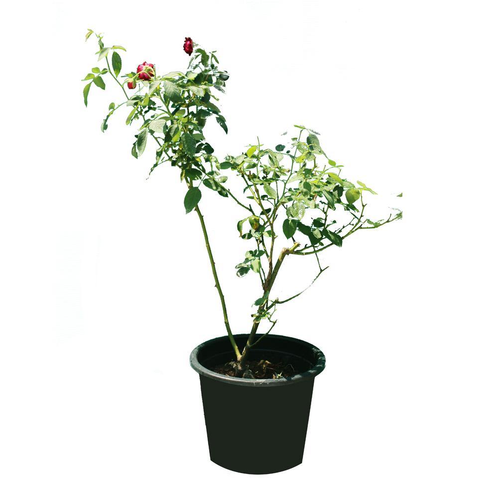 Rose Outdoor - Rose Outdoor - Plantsworld.ae