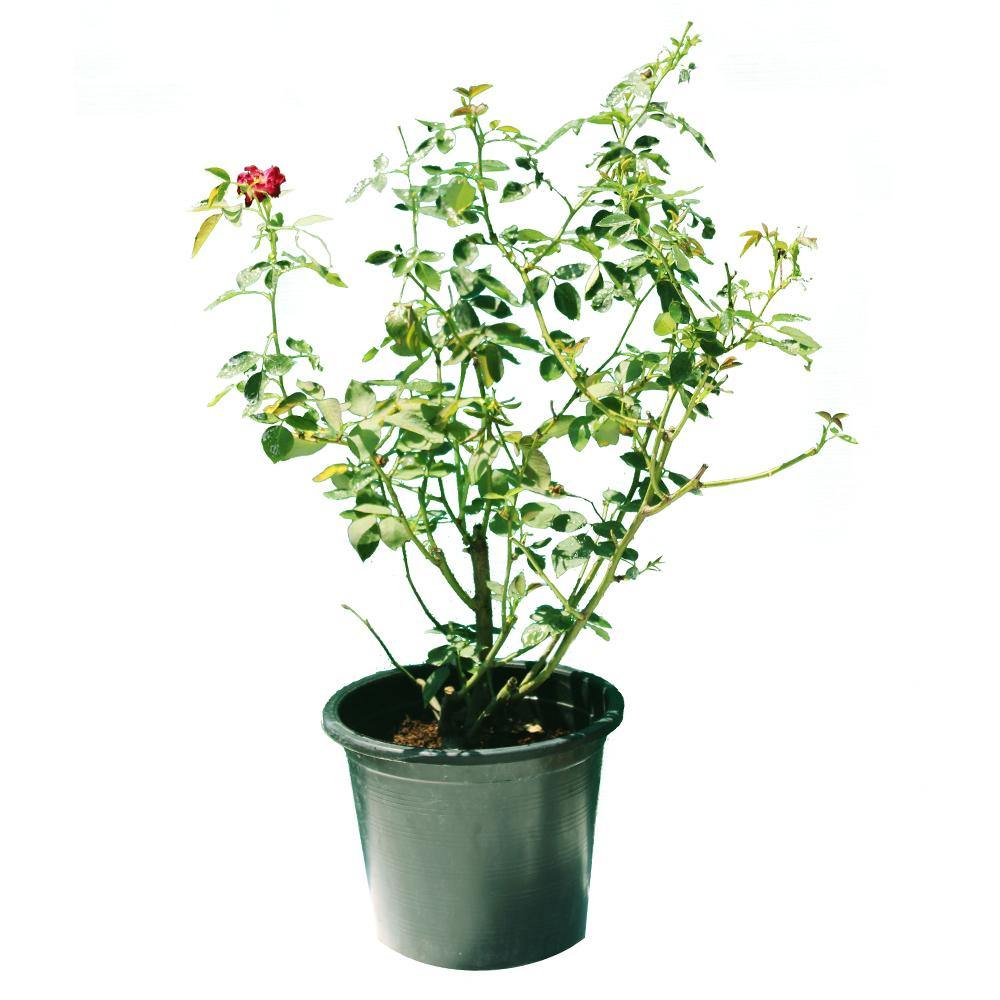 Rose Outdoor - Rose Outdoor - Plantsworld.ae