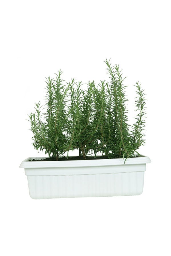 Rose Mary - Salvia Rosemarinus - In Rectangular Pot