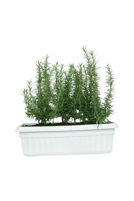 Rose Mary - Salvia Rosemarinus - In Rectangular Pot