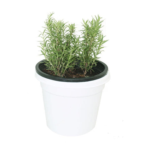 Rosemary - Salvia Rosmarinus Shrub Plant with Lush Green Foliage