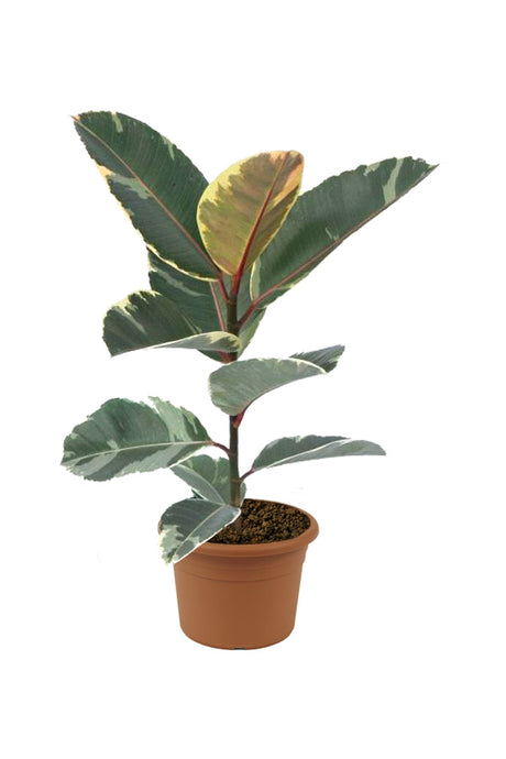 Rubber Plant (Variegated) - Ficus Elastica