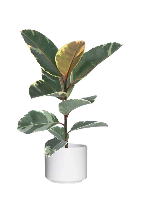 Rubber Plant (Variegated) - Ficus Elastica