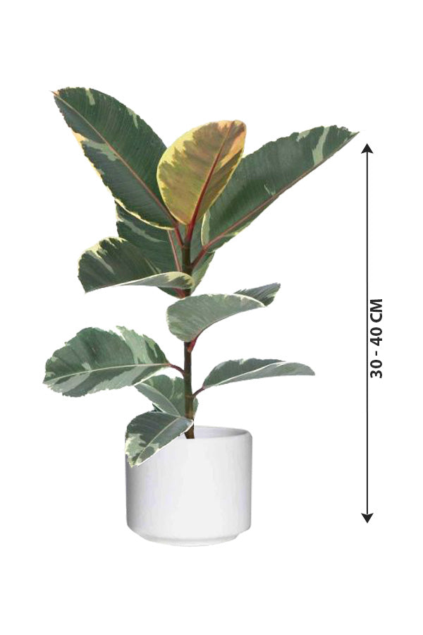 Rubber Plant (Variegated) - Ficus Elastica