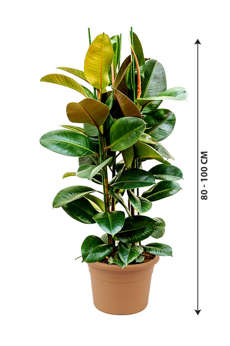 Rubber Plant Robusta - Ficus Elastica