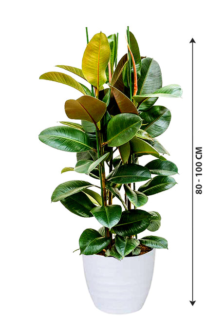 Rubber Plant Robusta - Ficus Elastica