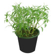 Ruellia-Ruellia Angustifolia - Ruellia-Ruellia Angustifolia - Plantsworld.ae