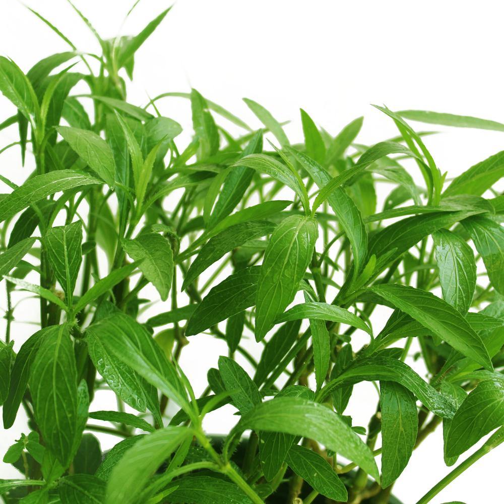 Ruellia-Ruellia Angustifolia - Ruellia-Ruellia Angustifolia - Plantsworld.ae
