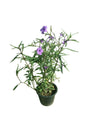 Ruellia Bushy - Ruellia Humilis Outdoor Flowering Plant with Purple Flowers
