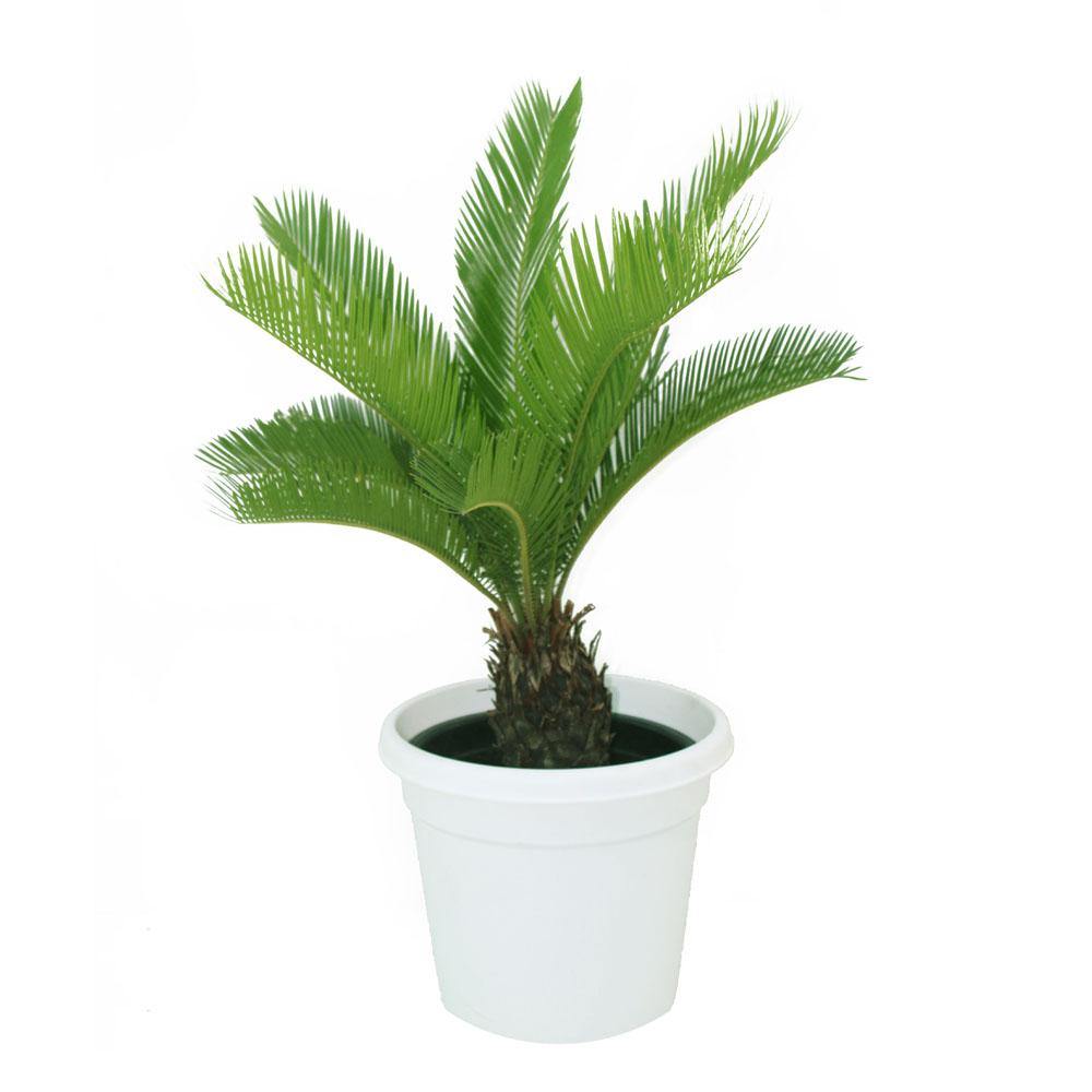Sago Palm  - Cycas Revoluta - Sago Palm  - Cycas Revoluta - Plantsworld.ae