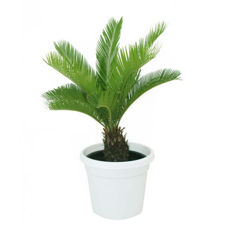 Sago Palm  - Cycas Revoluta - Sago Palm  - Cycas Revoluta - Plantsworld.ae