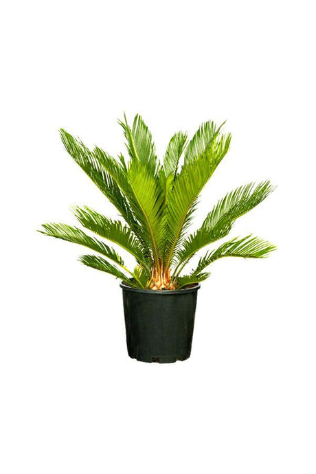 Sago Palm  - Cycas Revoluta - Sago Palm  - Cycas Revoluta - Plantsworld.ae