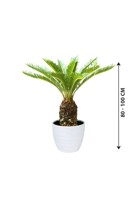Sago Palm - Cycas Revoluta